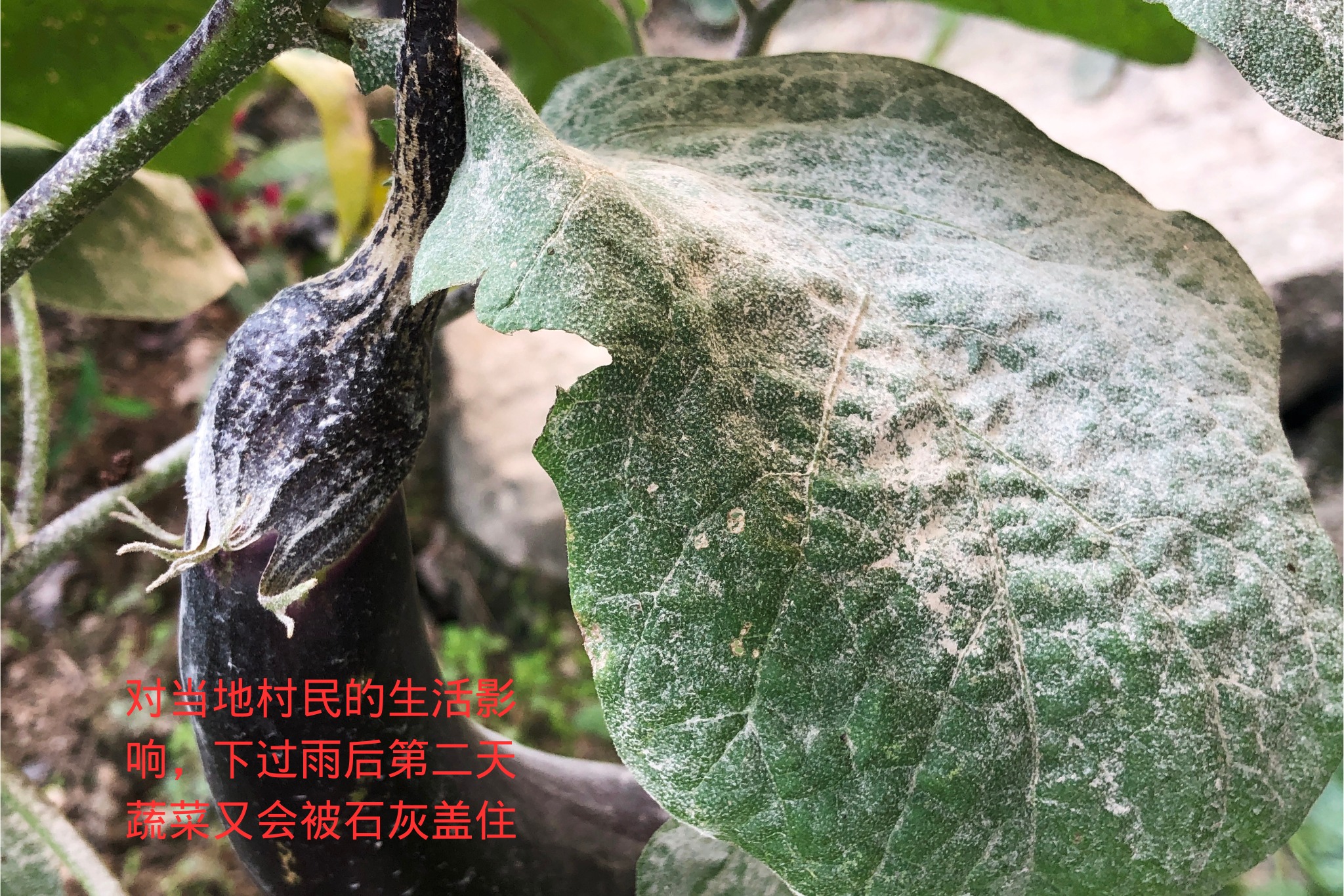 蔬菜被石灰粉尘覆盖