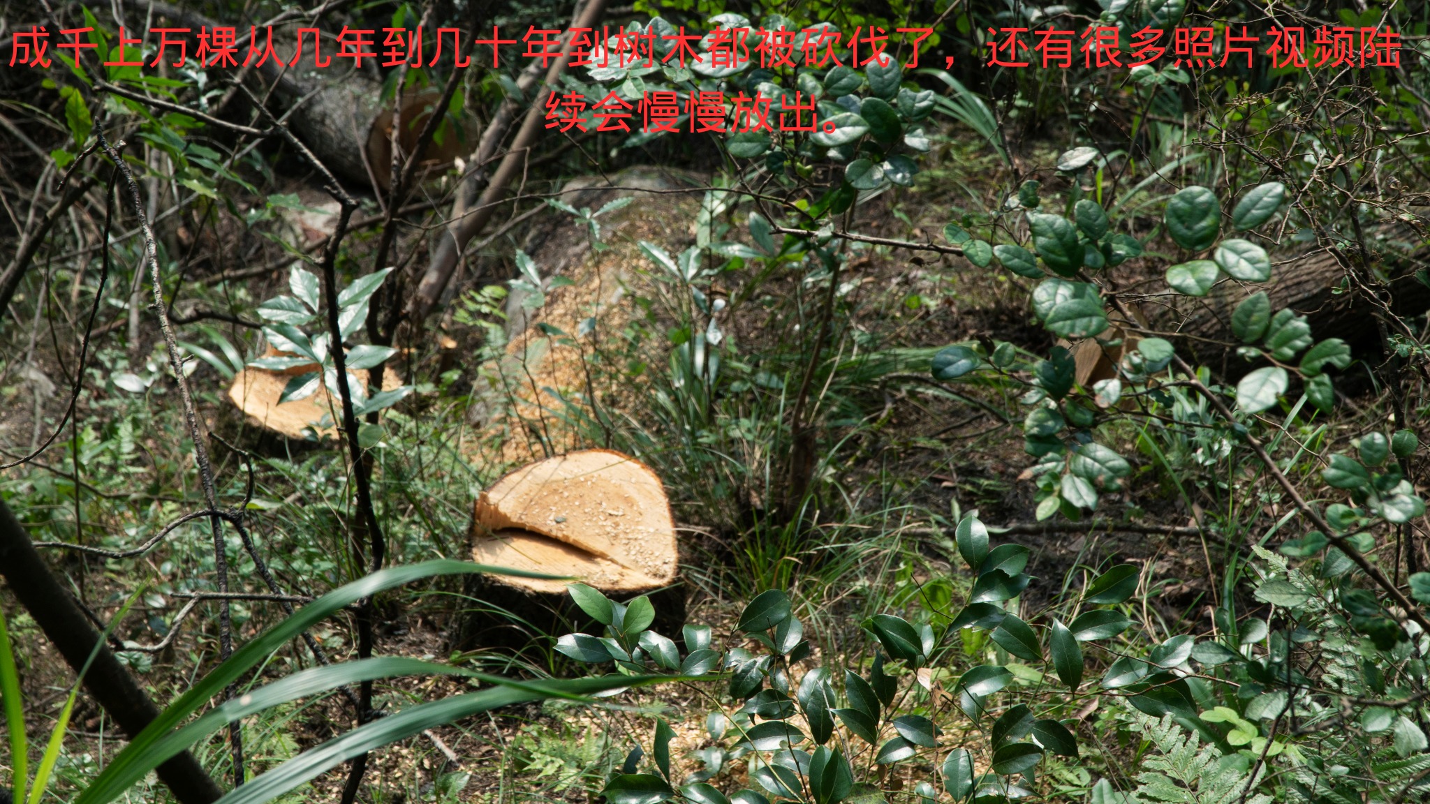 无论大小一律砍